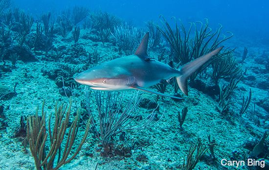 sony rx-100 III underwater photos