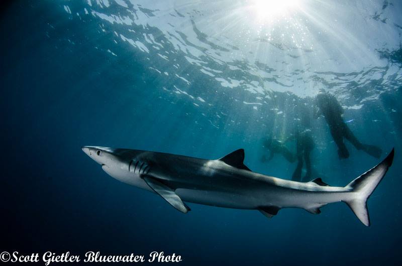 shooting blind - underwater photography technique