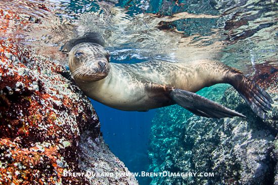 Canon 5D Mark 3 underwater photo