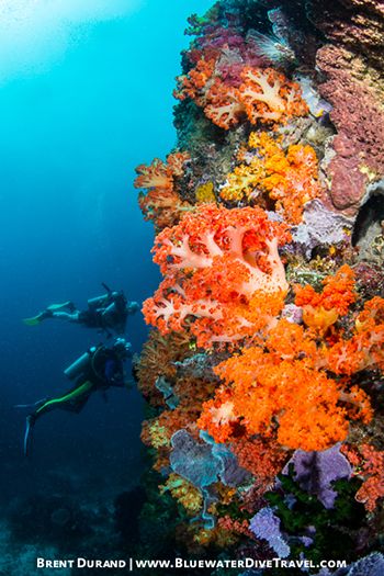 Underwater Reefscape