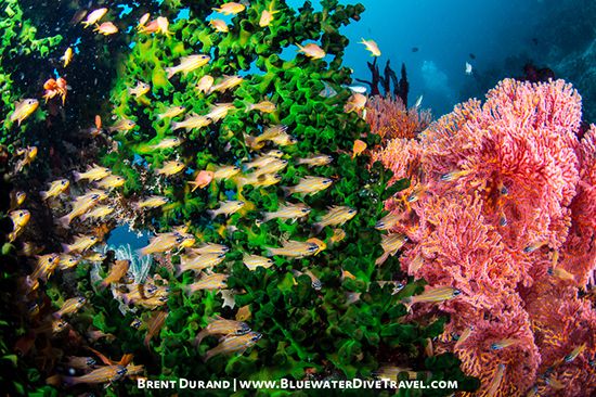 Underwater Reefscape