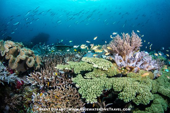 Underwater Reefscape