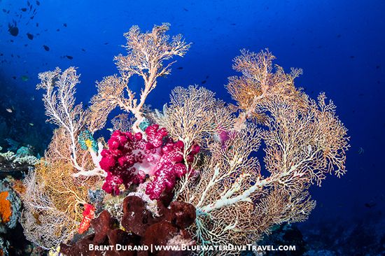 Underwater Reefscape