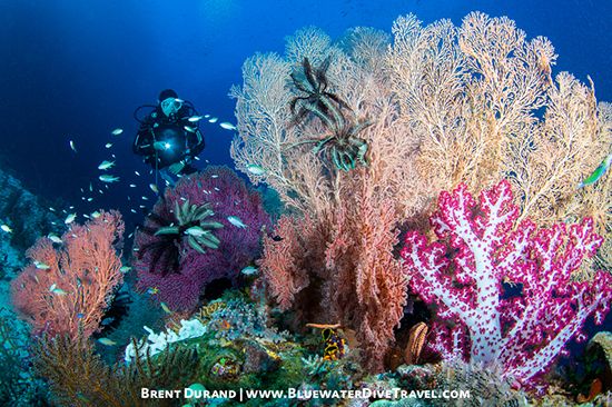 Underwater Reefscape