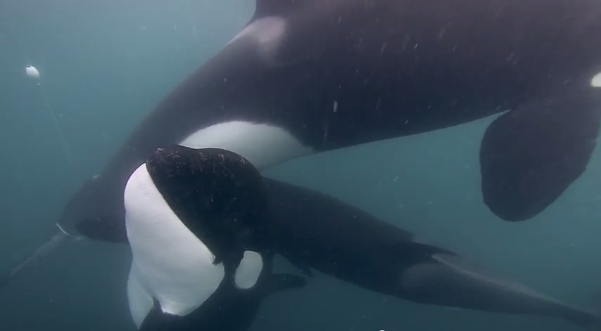 orca rescue