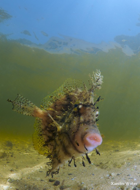 Panasonic GH4 Underwater Photo