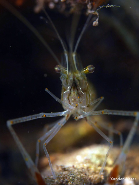 Panasonic GH4 Underwater Photo