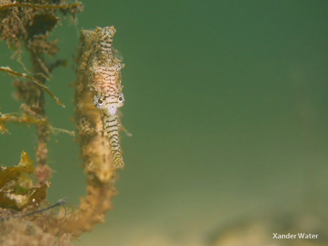 Panasonic GH4 Underwater Photo