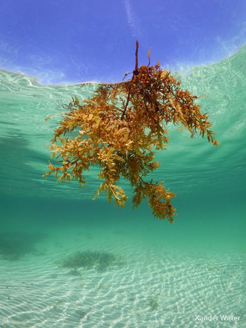 Panasonic GH4 Underwater Photo