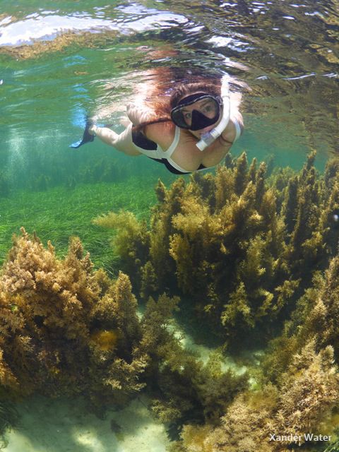 Panasonic GH4 Underwater Photo