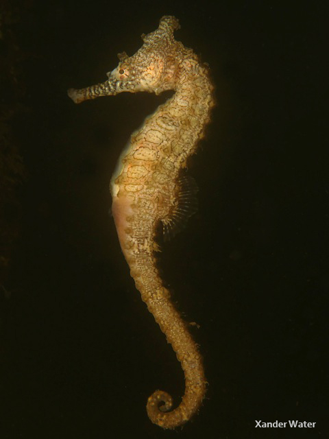 Panasonic GH4 Underwater Photo