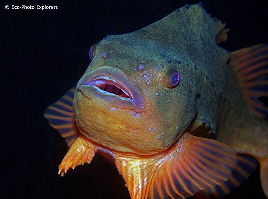 Scuba Diving Iceland