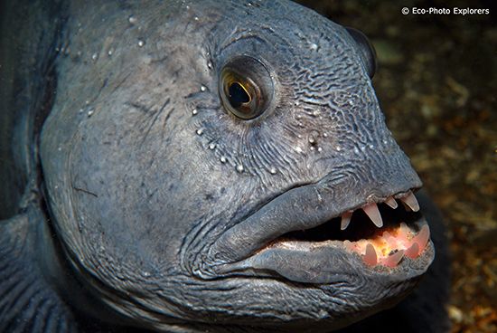 Scuba Diving Iceland