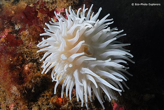 Scuba Diving Iceland