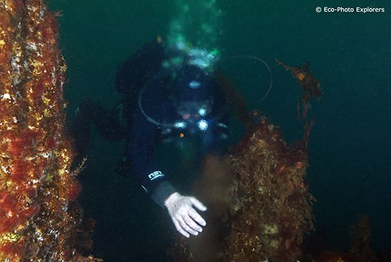 Scuba Diving Iceland