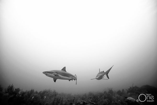 Ambient Light Underwater