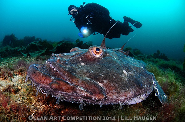 Ocean Art coldwater underwater photo competition winner