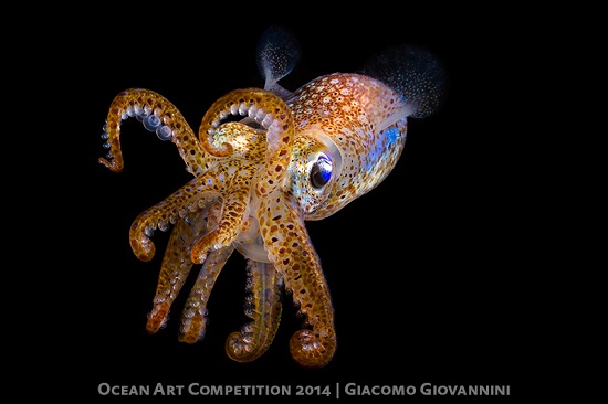 Story Behind the Shot "Angry Sepiola" Compact Macro_Giacomo Giovannini_angry sepiola_small