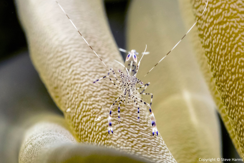 Anemone shrimp shot with Canon G7 X and Nauticam CMC-1. Photo: Steve Harms