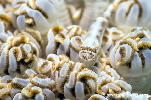 Xenia coral shrimp shot with Canon G7 X and Nauticam CMC-1. Photo: Steve Harms