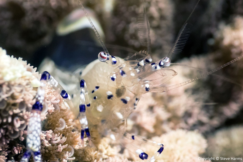 Anemone shrimp shot with Canon G7 X and Nauticam CMC-1. Photo: Steve Harms