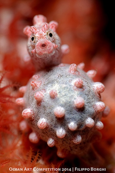 pygmy seahorse pregnant
