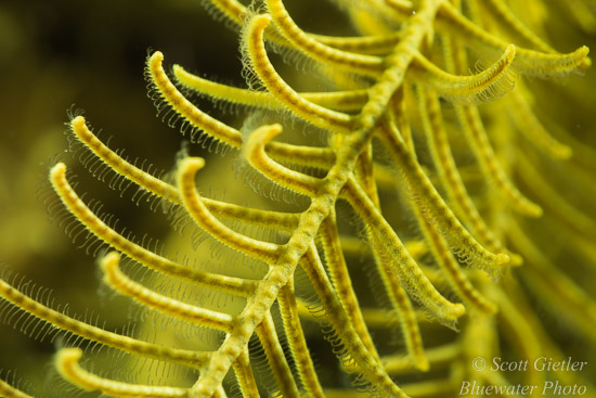 Yellow crinoid shot with Sony RX100 and Nauticam CMC-1. Photo: Scott Gietler