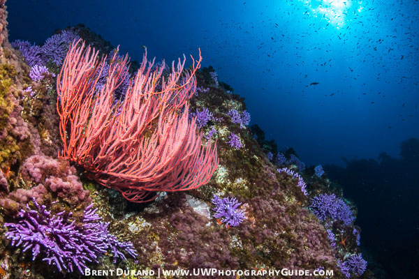nauticam 7d mark ii underwater photo