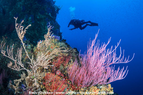 nauticam 7d mark ii underwater photo