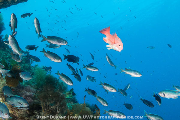 nauticam 7d mark ii underwater photo