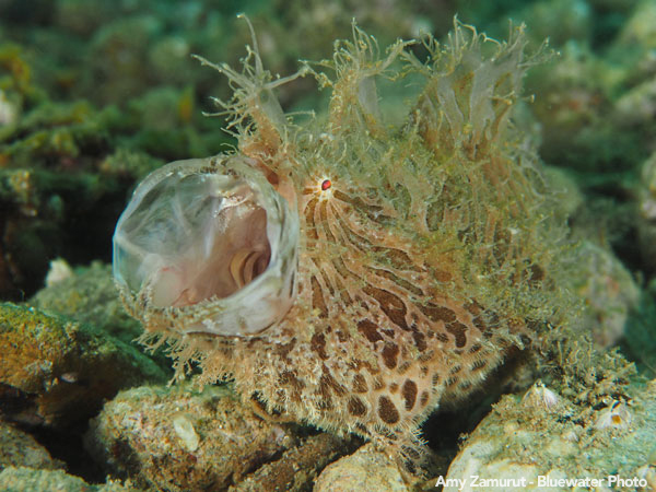 Anilao Underwater Photo Workshop