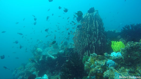 GoPro underwater magenta filter
