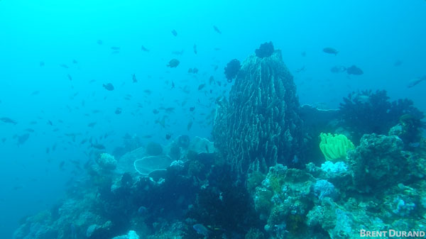 GoPro underwater no filter