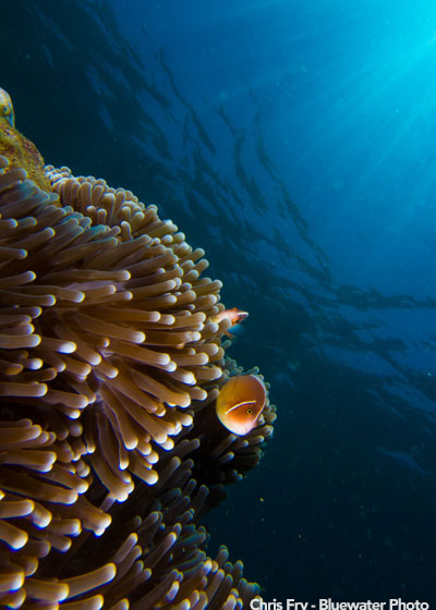 Anilao Underwater Photo Workshop