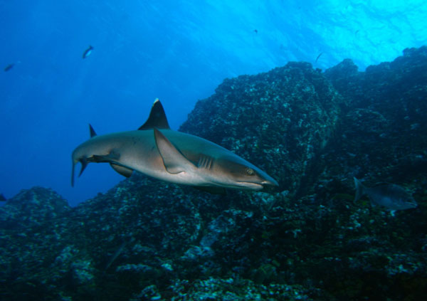 Coiba Island Scuba Diving