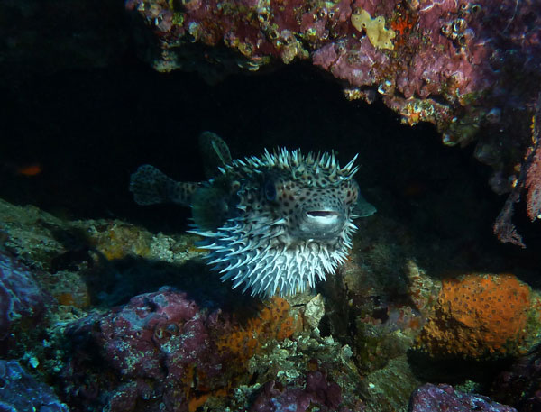 Coiba Island Scuba Diving