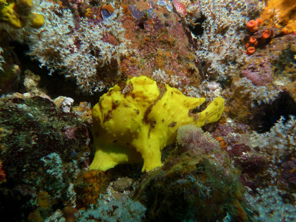 Coiba Island Scuba Diving