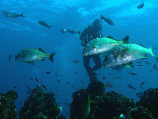 Coiba Island Scuba Diving