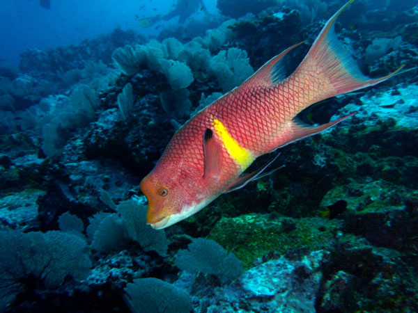 Coiba Island Scuba Diving