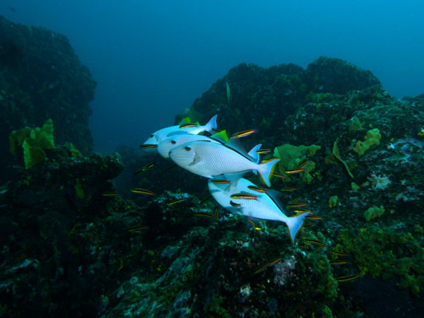 Coiba Island Scuba Diving