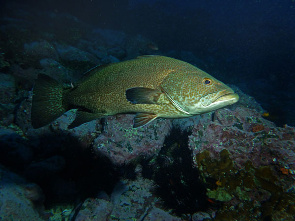 Coiba Island Scuba Diving