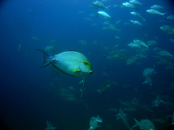 Coiba Island Scuba Diving