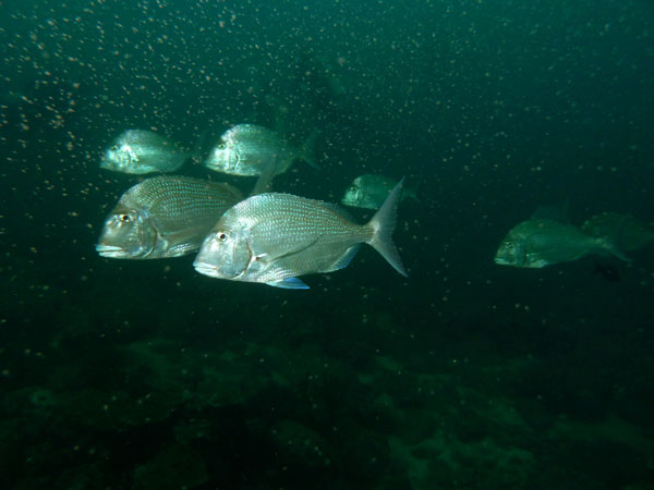Coiba Island Scuba Diving