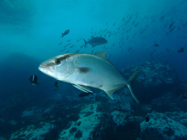 Coiba Island Scuba Diving