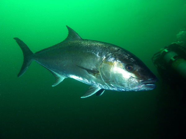 Coiba Island Scuba Diving