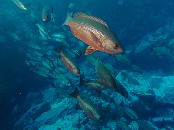Coiba Island Scuba Diving