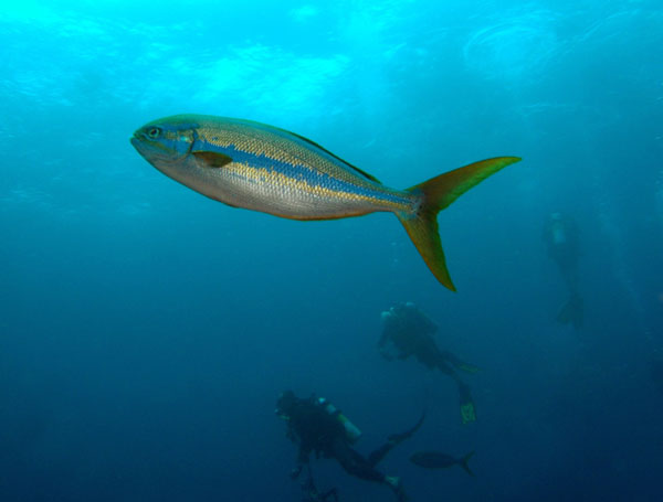 Coiba Island Scuba Diving