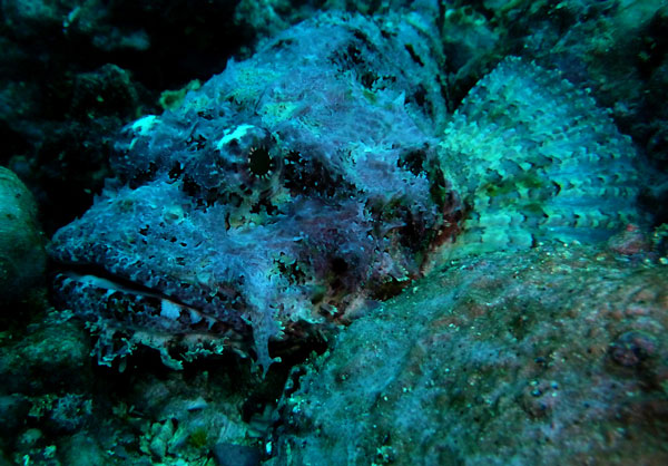 Coiba Island Scuba Diving