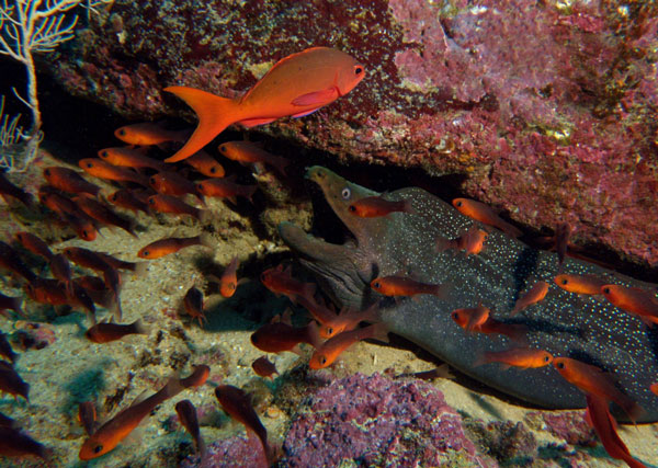 Coiba Island Scuba Diving