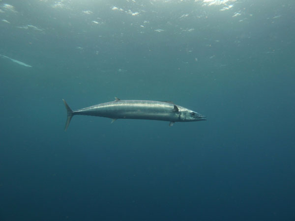 Coiba Island Scuba Diving